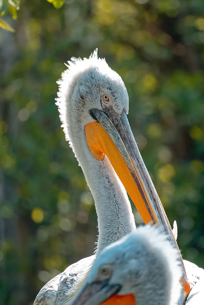 pelican